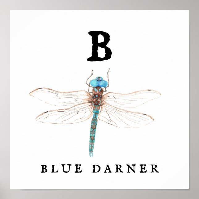 Affiche "B" Bleu Darner (Devant)