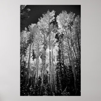 Affiche B & W Aspen Trees