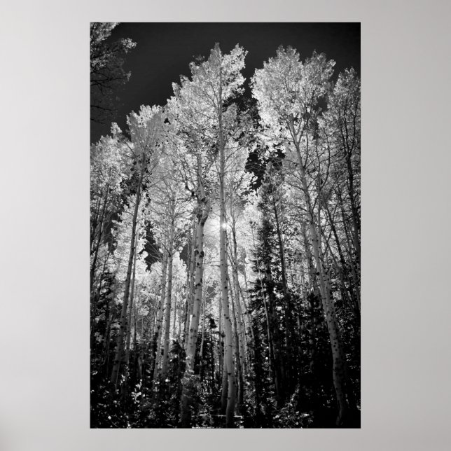 Affiche B & W Aspen Trees (Devant)