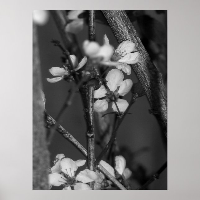 Affiche B&W Floral - Fleurs délicates 2 (Devant)