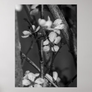 Affiche B&W floral - fleurs sensibles 2