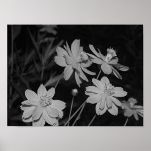 Affiche B&W - Groupe de cosmos au soufre