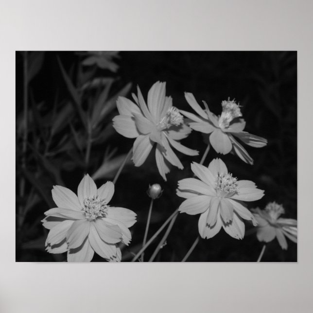 Affiche B&W - Groupe de cosmos au soufre (Devant)