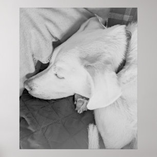 Affiche B & W Photo de beau chien blanc dormant