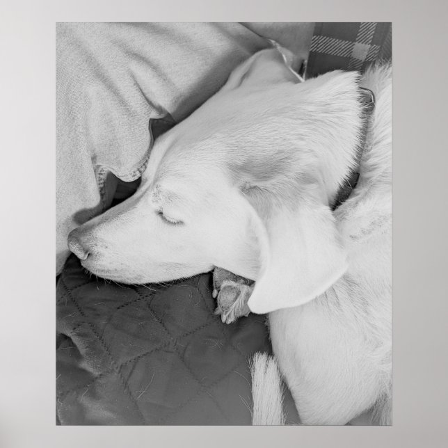 Affiche B & W Photo de beau chien blanc dormant (Devant)
