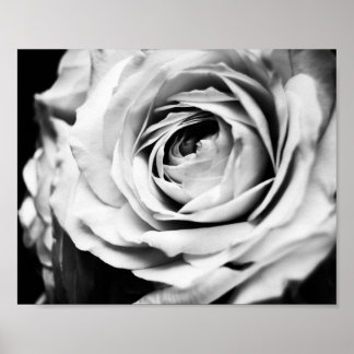 Affiche B&W Rose Sharpened