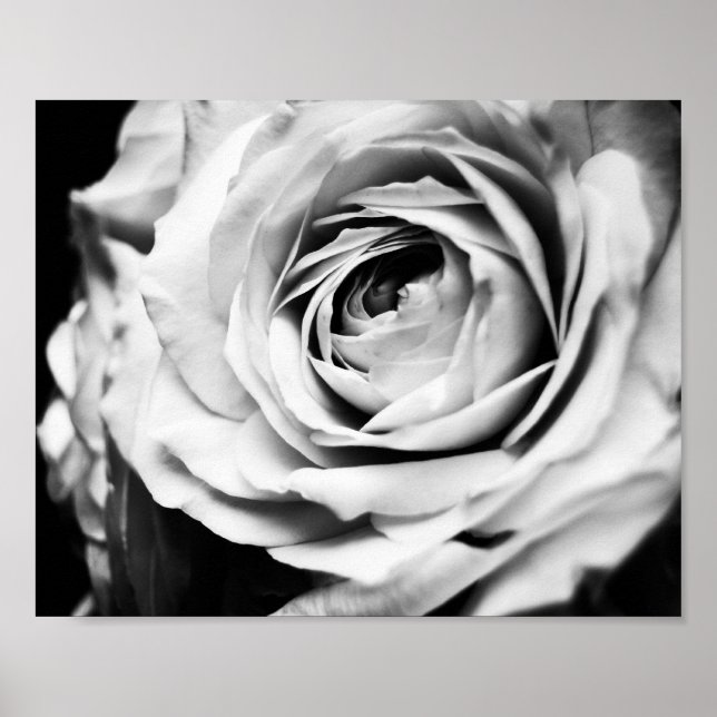 Affiche B&W Rose Sharpened (Devant)