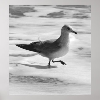 Affiche B&W Seagull in Ocean Foam