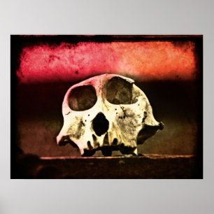 Affiche Baboon Skull Sunset Art