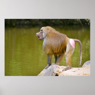 Affiche Baboon sur rocher
