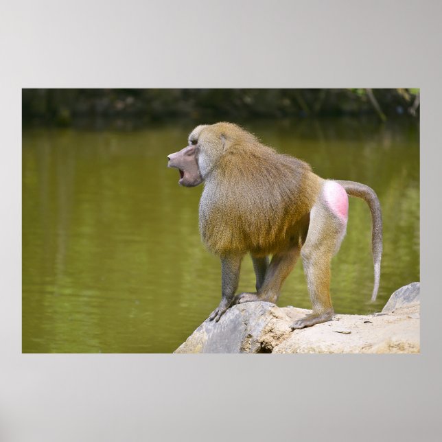 Affiche Baboon sur rocher (Devant)