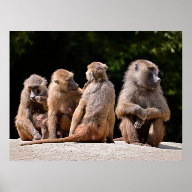 Affiche Baboons et jeunes vacances (Devant)