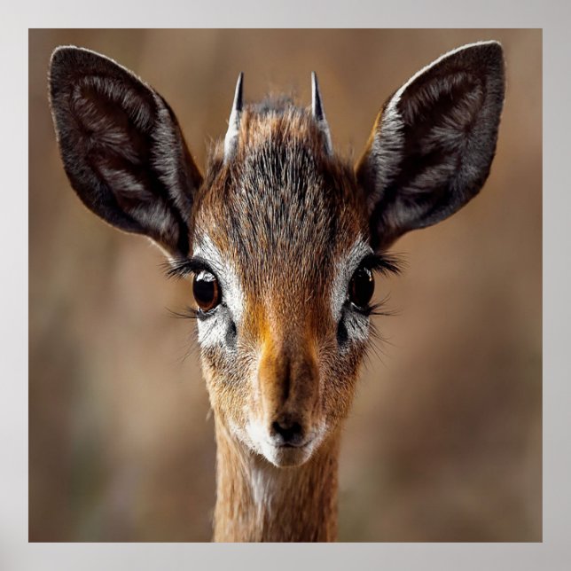 Affiche Baby Antelope (Devant)