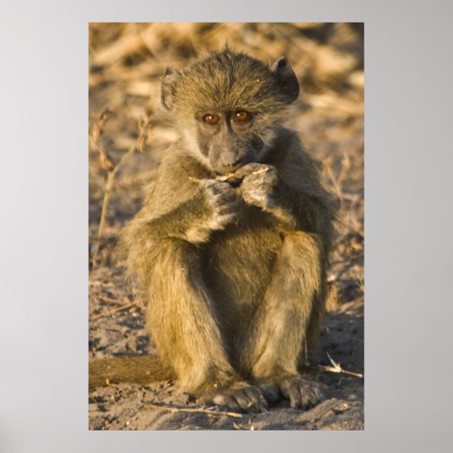 Affiche Baby Baboon Monkey Africa assis (Devant)