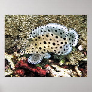 Affiche Baby Barramundi
