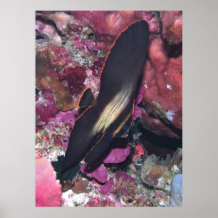 Affiche Baby Batfish