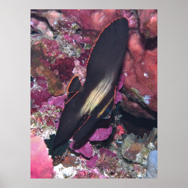 Affiche Baby Batfish (Devant)