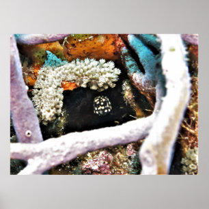 Affiche Baby-Boxfish