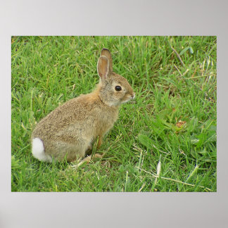 Affiche Baby Bunny On Lawn