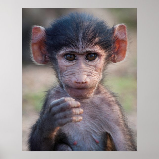 Affiche Baby Chacma Baboon (Devant)