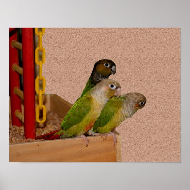 Affiche Baby Conure Parrots Oiseau (Devant)