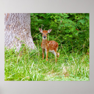 Affiche Baby Deer in the Woods Nature Photography