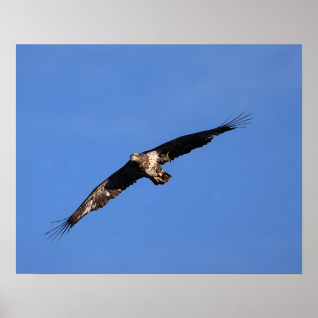 Affiche Baby Eagle of South Jersey! (Devant)