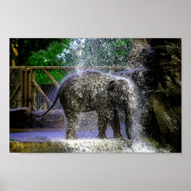 Affiche Baby Elephant Jouant Dans La Cascade (Devant)