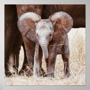 Affiche Baby Elephant mignon Eléphant africain avec maman