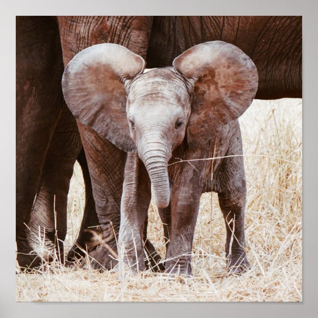 Affiche Baby Elephant mignon Eléphant africain avec maman (Devant)
