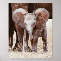 Baby Elephant mignon Eléphant africain avec maman