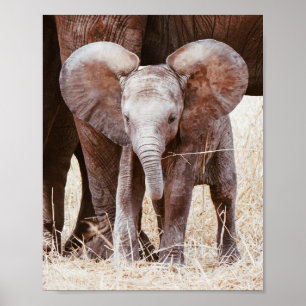 Affiche Baby Elephant mignon Eléphant africain avec maman