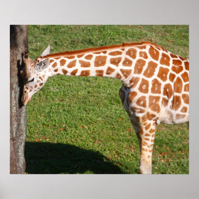 Affiche Baby Giraffe (Devant)