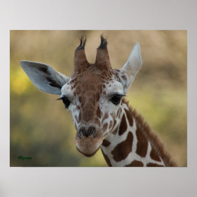 Affiche Baby Giraffe 08 (Devant)