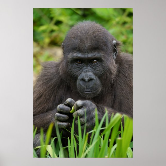 Affiche Baby Gorilla (Devant)
