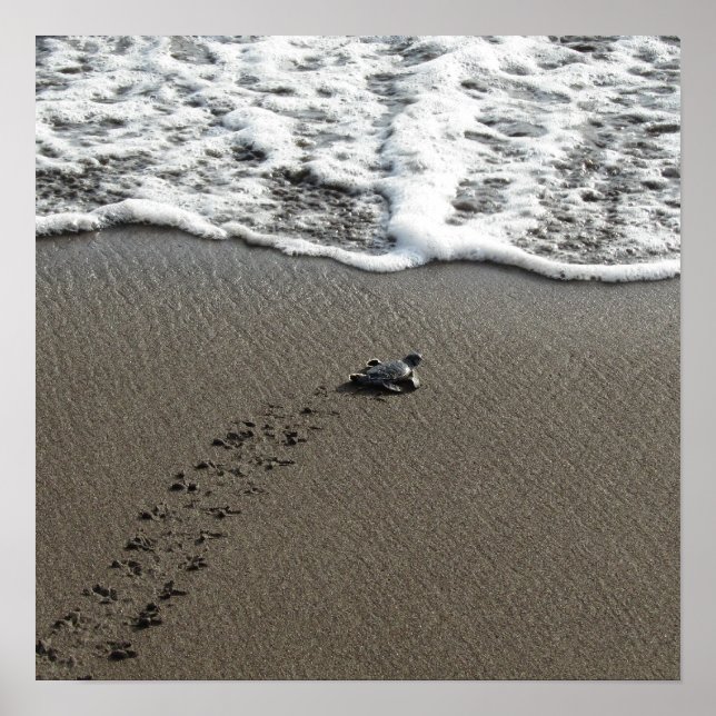 Affiche Baby Green Sea Turtle (Devant)