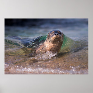 Affiche Baby Harbor Seal