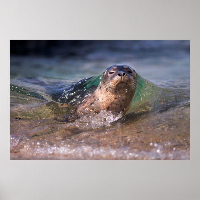 Affiche Baby Harbor Seal (Devant)