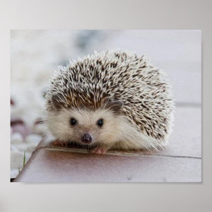 Affiche Baby hedgehog