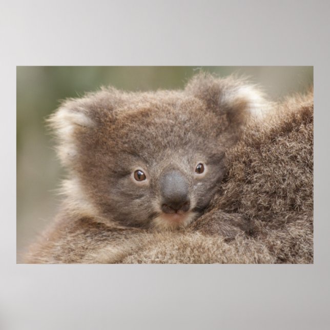 Affiche Baby Koala (Devant)
