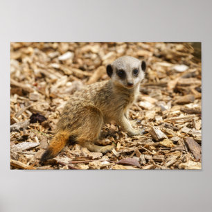Affiche Baby Meerkat