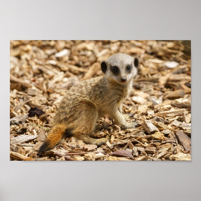 Affiche Baby Meerkat (Devant)