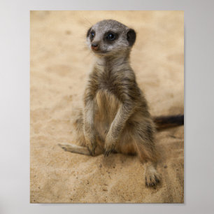 Affiche Baby Meerkat Assis Dans L'Affiche De Sable