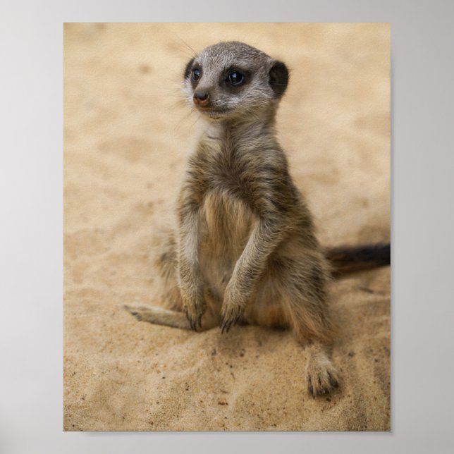 Affiche Baby Meerkat Assis Dans L'Affiche De Sable (Devant)