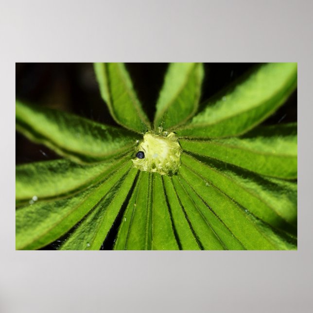 Affiche Baby Palm Plante par Shirley Taylor (Devant)