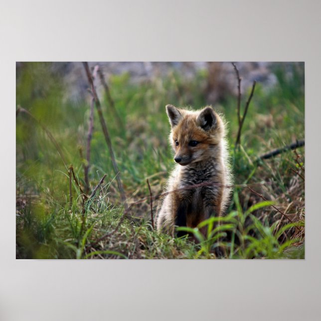 Affiche Baby Red Fox (Devant)
