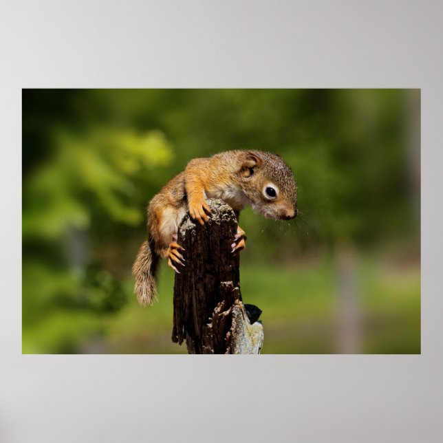 Affiche Baby Red Squirrel (Devant)