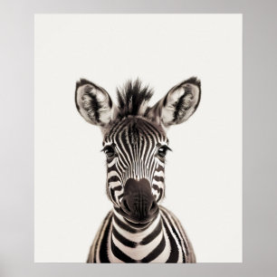 Affiche Baby Safari African Jungle Animals Zebra