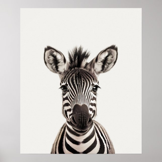 Affiche Baby Safari African Jungle Animals  Zebra  (Devant)