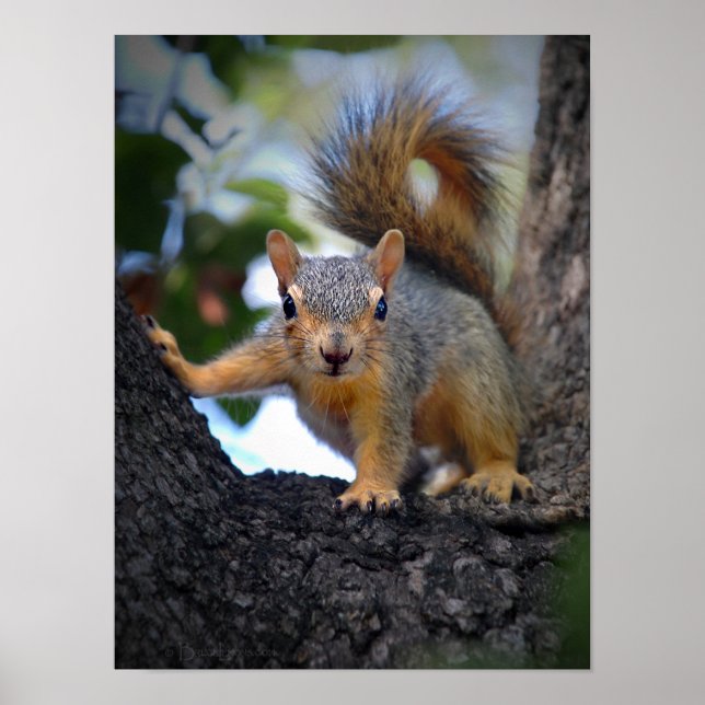 Affiche Baby Squirrel in Tree (Devant)